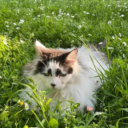 Ferme De Maillezais 3*