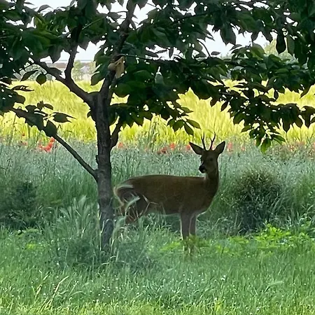 Ferme De Maillezais 3* L'Houmeau