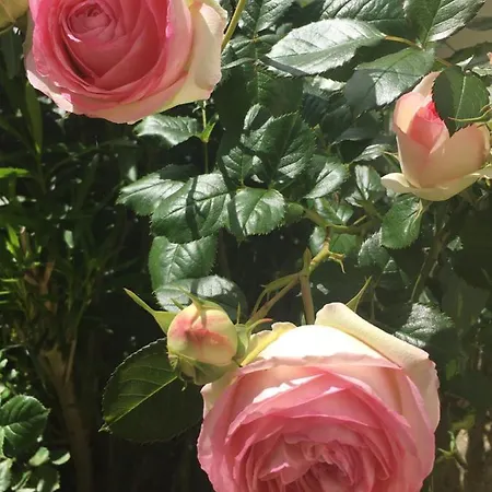 Ferme De Maillezais L'Houmeau